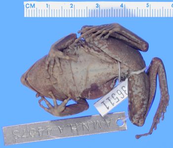 Media type: image; Herpetology A-36511